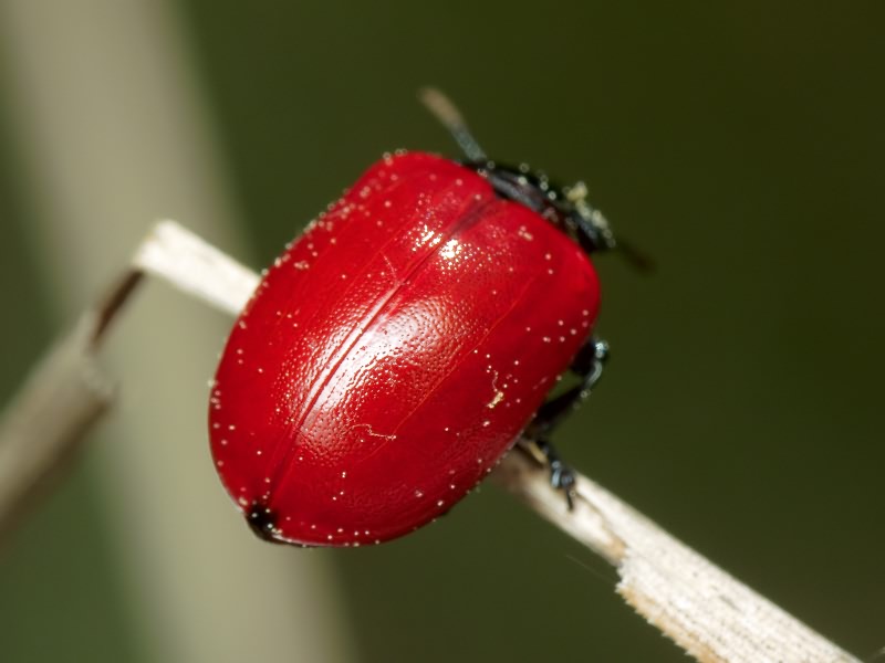 Chrysomela populi Linnaeus, 1758